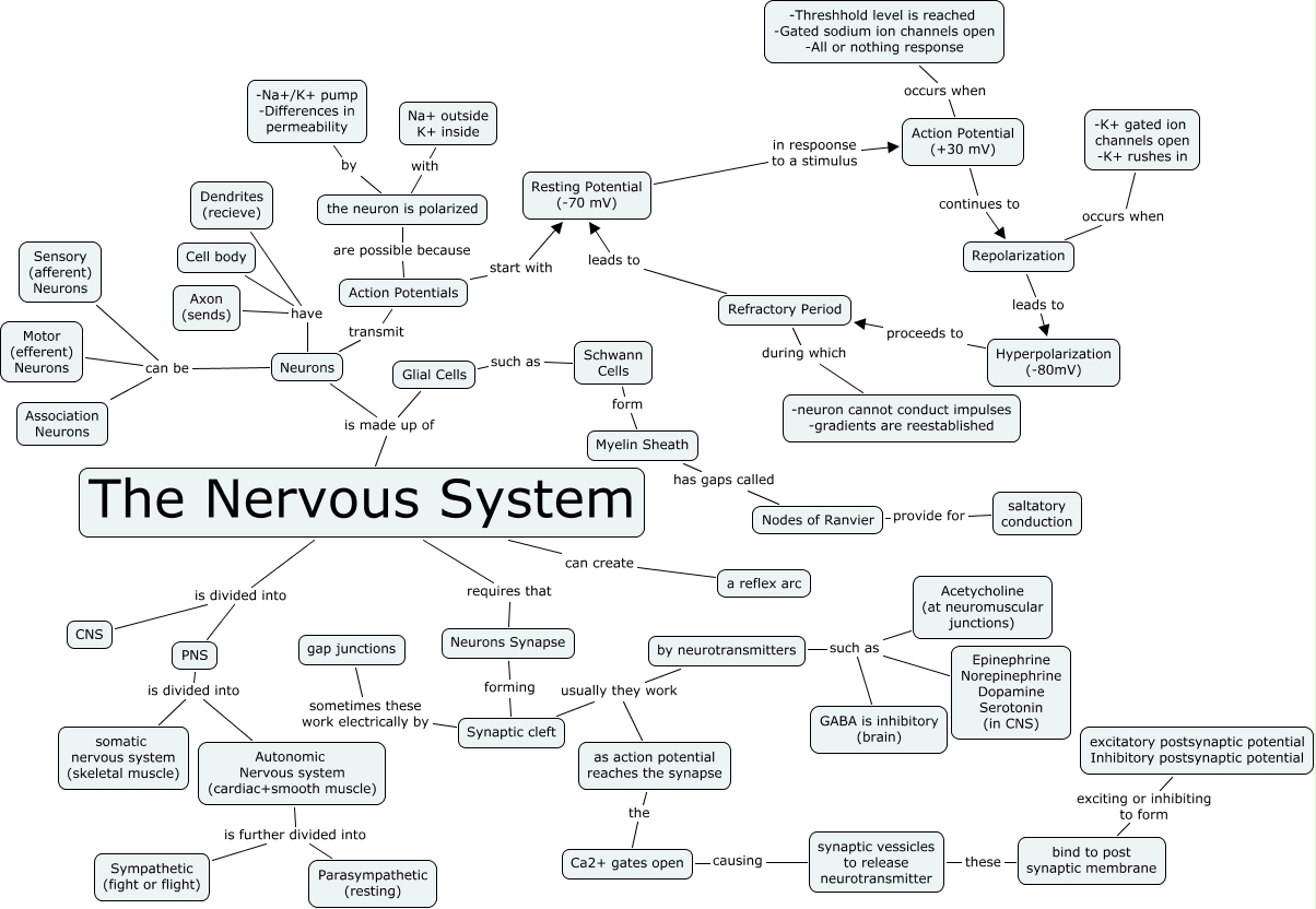 nervous system Biology Diagrams